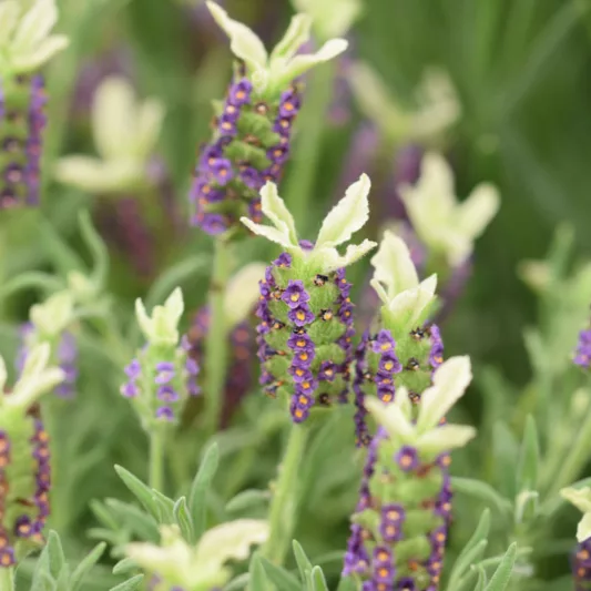 Lavandula Stoechas 'Pretty Polly', French Lavender 'Pretty Polly', Spanish Lavender 'Pretty Polly', Butterfly Lavender' Pretty Polly',White Lavenders, Drought tolerant plant, Summer blooms, Deer resistant plants