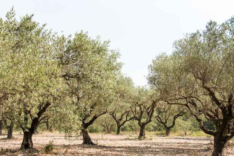 Olea europaea, Olive Tree, Common Olive, Cultivated Olive, Edible Olive, European Olive, Lady's Oil, Olive Oil Plant, Sweet Oil Plant, Evergreen Tree