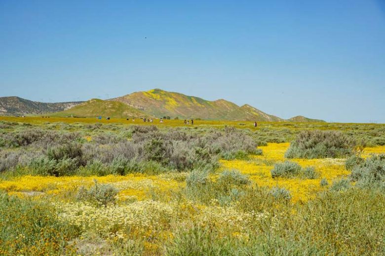 Lasthenia californica, California Goldfields, Common Goldfields, Valley Goldfields, Native Plants, Native Annuals, Drought tolerant plants, dry soil plants, heat tolerant plants, yellow flowers