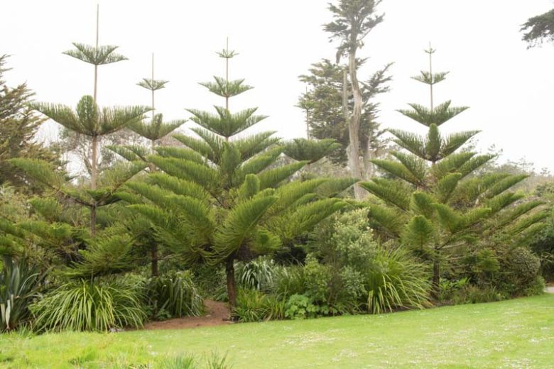 Pinus densiflora