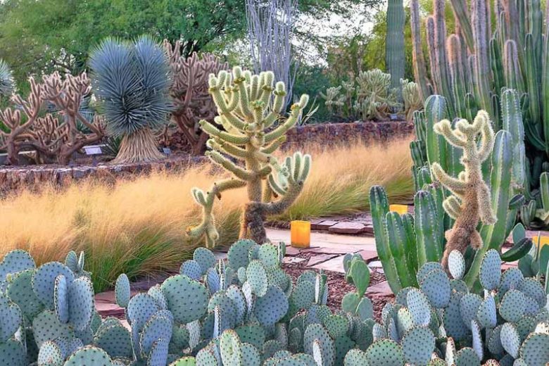 Cylindropuntia bigelovii, Teddybear Cholla, Golden Spined Jumping Cholla, Teddy-Bear Cactus, Oso de Peluche, Teddy-Bear Cholla, Opuntia bigelovii