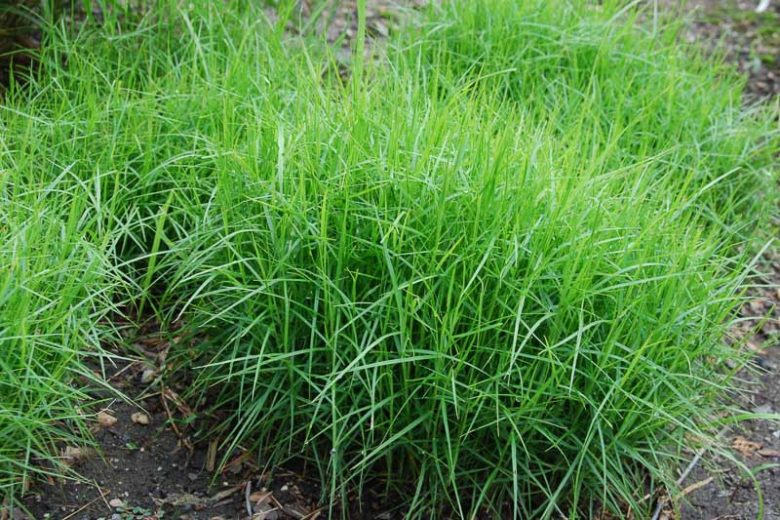 Carex muskingumensis, Muskingum Sedge, Palm Sedge, Ornamental grasses, Ornamental grass, Decorative grasses, grasses, perennial grasses