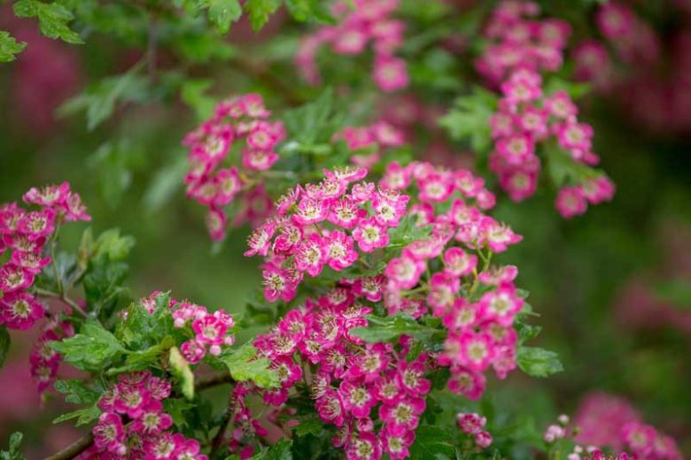 Crataegus laevigata 'Punicea', Midland Hawthorn 'Punicea',English Hawthorn 'Punicea', Red fruit, red berries, Winter fruits, Red flowers,