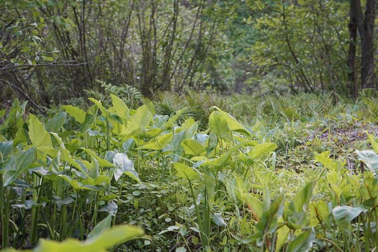 Peltandra virginica, Tuckahoe, Green Arrow Arum, Arrow Arum, Green Arum, Peltandra tharpii