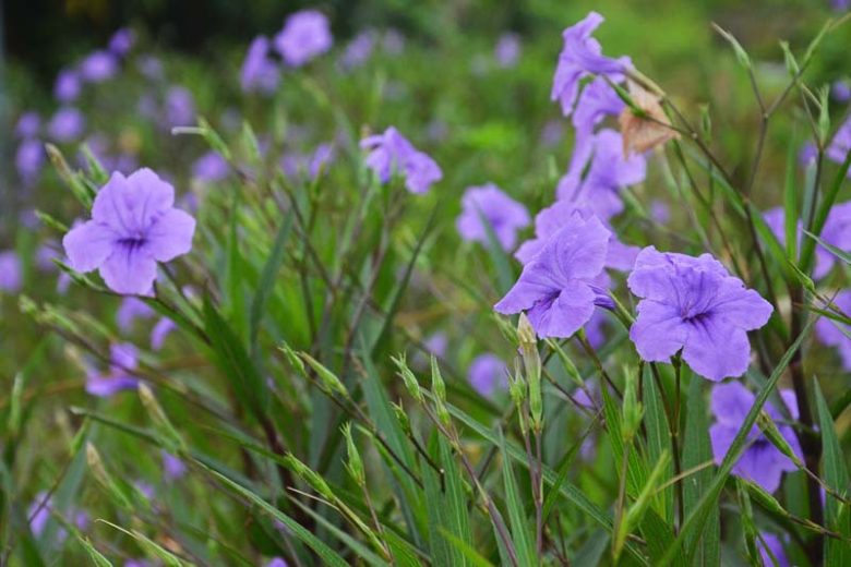 Ruellia brittoniana, Mexican Petunia, Desert Petunia, Florida Bluebells, Mexican Blue Bells, Ruellia simplex, Ruellia tweediana, Ruellia spectabilis, Lavender flowers, drought tolerant perennials