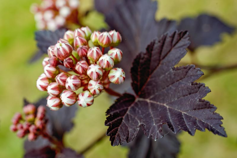 Physocarpus, Ninebark, Physocarpus opulifolius, common ninebark, Atlantic ninebark, eastern ninebark, Physocarpus capitatus, Physocarpus monogynus