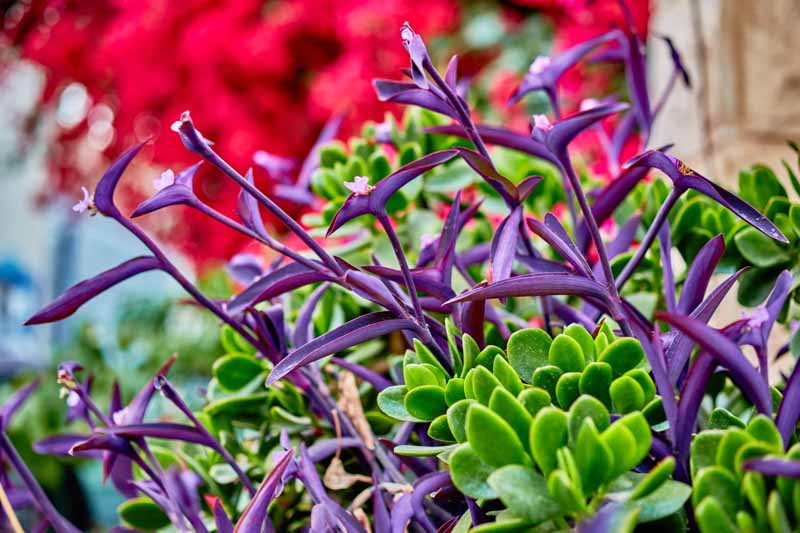 Tradescantia, Spiderwort, Indian Paint, Wandering Jew, Spider lily, Cradle lily, Oyster plant, Tradescantia zebrina,Tradescantia pallida,Tradescantia virginiana, Tradescantia fluminensis