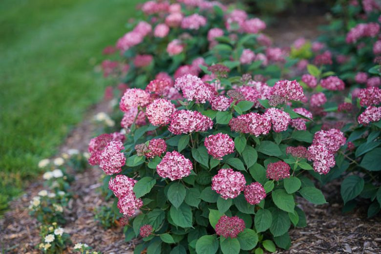 Hydrangea Arborescens Invincibelle Ruby, Invincibelle Ruby Smooth Hydrangea, Invincibelle Ruby, Ruby Annabelle Hydrangea, Red Annabelle Hydrangea, Small Hydrangea, Red Hydrangea