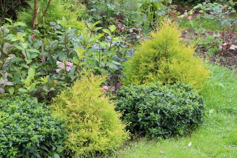 Thuja Occidentalis 'Rheingold', Danica Arborvitae, White Cedar 'Rheingold', Northern White Cedar 'Rheingold', Swamp Cedar 'Rheingold', Thuja occidentalis 'Ellwangeriana Pygmaea Aurea'