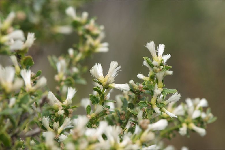 Baccharis pilularis, Coyotebrush, Chaparral Broom, Coyote Bush, Coyote Brush, Chaparral Broom, Bush Baccharis