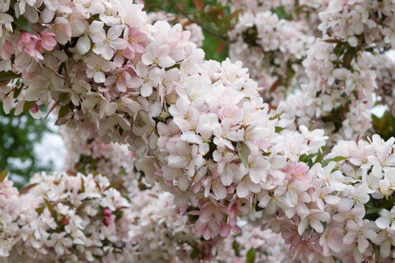 Malus 'Camelot', Crabapple 'Camelot', Crab Apple 'Camelot', Fragrant Tree, Red fruit, red berries, Winter fruits, Pink flowers, White flowers, Malus 'Camzam'