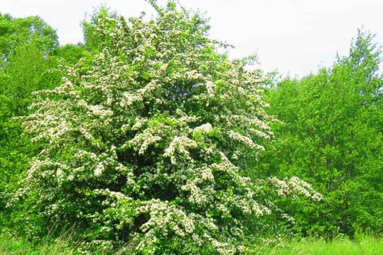 Crataegus laevigata, Midland Hawthorn, May, Albespyne, Bird Eagles, English Hawthorn, Quickset Thorn, Quickthorn, Whitethorn, Red fruit, red berries, Winter fruits, White flowers,