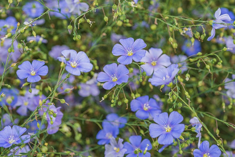 Linum, Flax, Common Flax, Lin, Line, Linn, Lint, Linseed Oil Plant, Blue Flax, Prairie Flax, Wild Blue Flax, Golden Flax, Perennial Flax, Flowering Flax