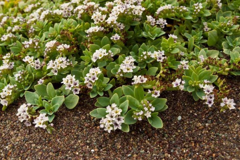 Heliotropium curassavicum,Salt Heliotrope, Seaside Heliotrope, Quail Plant, Cola De Mico, Cola De Gama