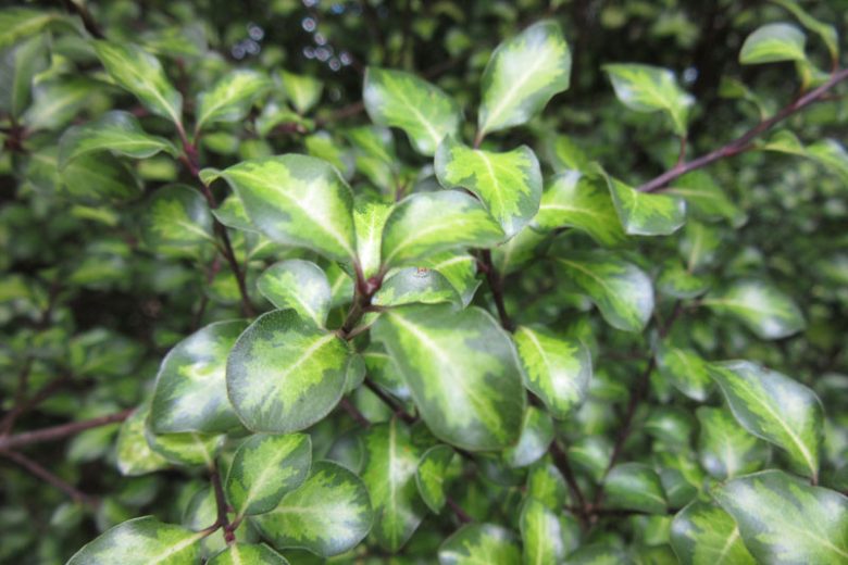 Pittosporum tenuifolium 'Tandara Gold',  Kohuhu 'Tandara Gold', Tawhiwhi 'Tandara Gold', Evergreen Shrubs