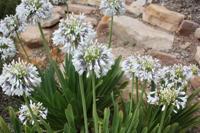Agapanthus orientalis 'Queen Mum',African Lily 'Queen Mum', Lily of the Nile 'Queen Mum', Agapanthus 'Queen Mum', White flower, White Agapanthus, White African Lily