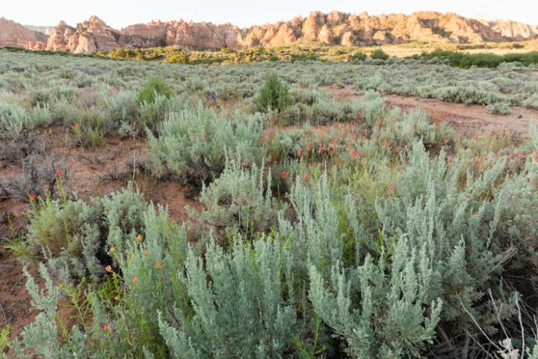 Artemisia filifolia, Sand Sagebrush, Silver Sagebrush, Silvery Wormwood, Sand Sage