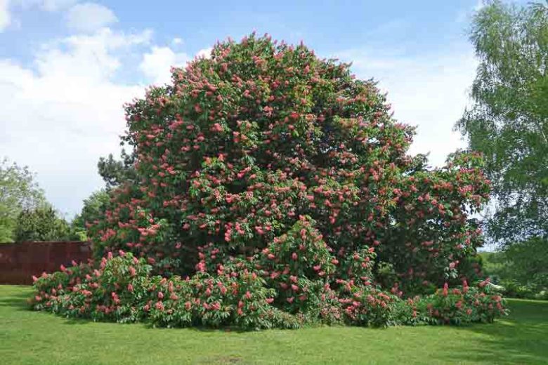 Aesculus x carnea, Red Horsechestnut, Red Horse Chestnut, Red Flowers, Aesculus hippocastanum, Aesculus pavia