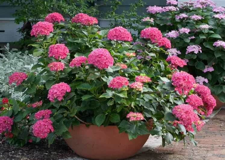 Hydrangea Macrophylla Cityline® Paris, Cityline® Paris Hydrangea, Bigleaf Hydrangea Cityline® Paris, Mophead Hydrangea Cityline® Paris, Red hydrangea