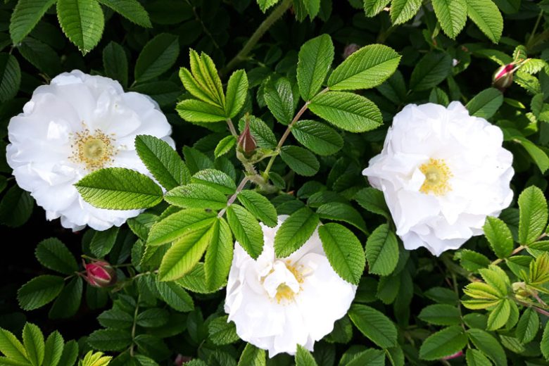 Rosa Rugosa 'Alba', Rose 'Alba', Rosa 'White Japanese Rose, White Wrinkled Rose, Ramanas Rose, Shrub Roses, Wild Roses, Rugosa Hybrids, White roses, Hardy roses