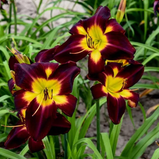 Hemerocallis Persian Ruby, Daylily Persian Ruby, Day Lily Persian Ruby, Persian Ruby Daylily, daylilies, Daylily, Day Lilies, Red flowers, Red day lily, Red Daylily, Midseason Daylilies