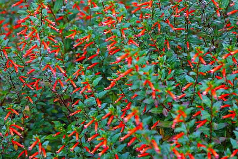 Cuphea, False Heather, Cigar Plant, Mexican Heather, Bat-faced cuphea, Waxweed, Cuphea llavea, Cuphea hyssopifolia