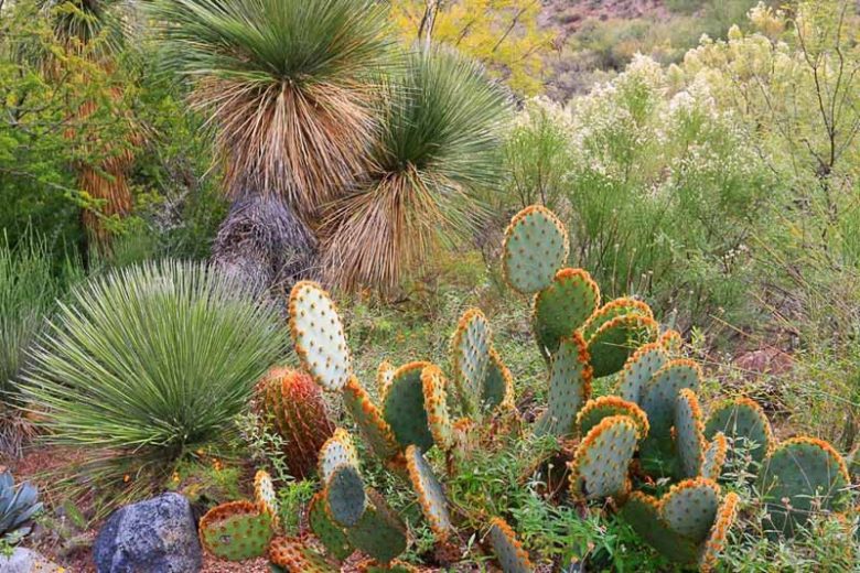 Yucca elata, Soap Tree, Soap Weed, Palmella, Drought tolerant, Tree Yucca, Hardy succulent