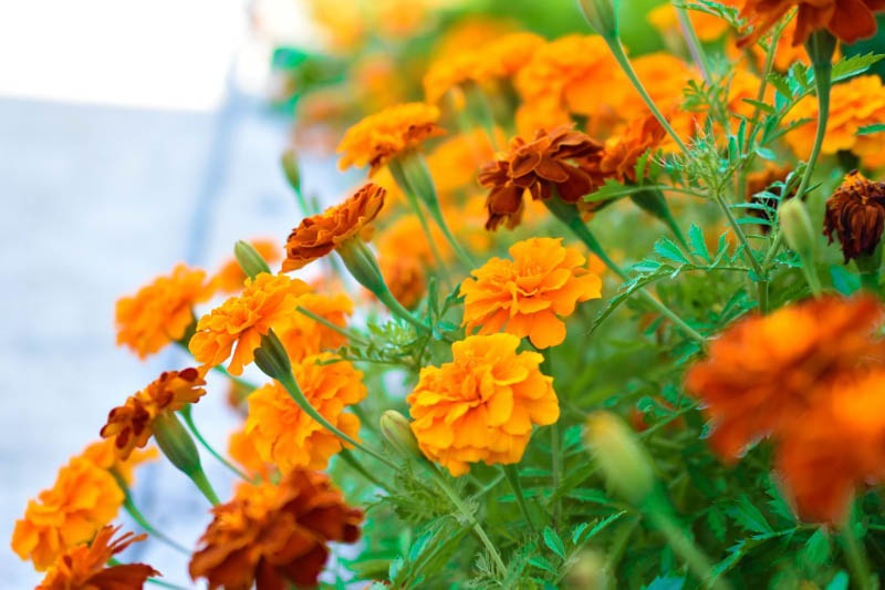 Marigold, French Marigold, African Marigold, Aztec Marigold, American Marigold, Big Marigold, American Saffron, Signet Marigold, Slender leaf Marigold, Striped Mexican Marigold