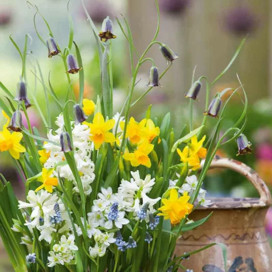 Fritillaria elwesii, Lebanese Fritillary, Spring Bloom, Mid Spring bloom, Late Spring bloom