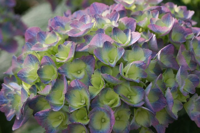 Hydrangea Macrophylla Cityline® Rio, Cityline® Rio Hydrangea, Bigleaf Hydrangea Cityline® Rio, Mophead Hydrangea Cityline® Rio, Pink hydrangea, Blue hydrangea,Purple hydrangea