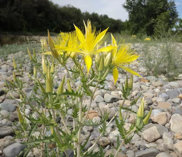 Mentzelia laevicaulis, Smoothstem Blazingstar, Giant Blazing Star, Evening Star, Stick Leaf, Northern Blazing Star, Yellow Shrub, yellow flowers