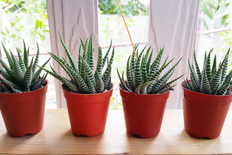 Haworthiopsis fasciata, Zebra Haworthia, Haworthia fasciata, Little Zebra Plant, Zebra Plant, Small Succulent, Pot Succulent, Containers Succulent, Indoors Succulent