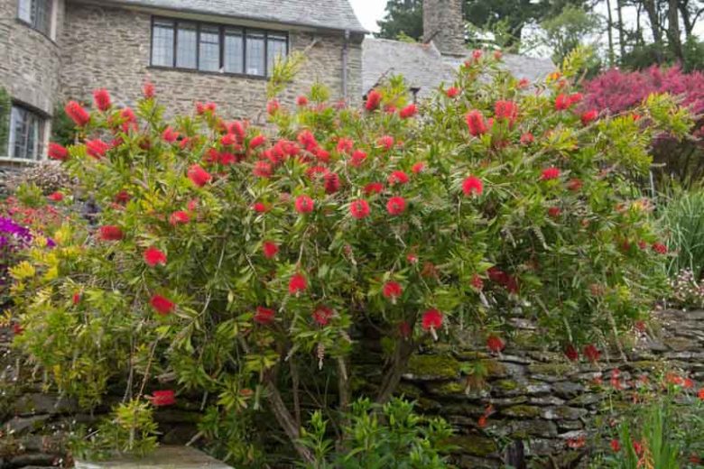 Callistemon citrinus 'Splendens',Bottlebrush 'Splendens', Crimson Bottlebrush 'Splendens', Callistemon 'Splendens', Mediterranean shrubs, Evergreen Shrubs, Red flowers,  drought tolerant flowers,  Weeping Bottlebrush
