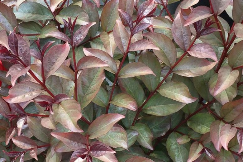Lagerstroemia Rikki Tikki® Pink, Crape Myrtle Rikki Tikki® Pink, Crapemyrtle Rikki Tikki® Pink, Shrub, Pink Flowers, Pink Crape Myrtle, Dark Leaves, Dark Crape Myrtle