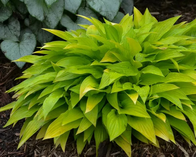 Hosta Munchkin Fire, Golden Plantain lily, Plantain Lily Munchkin Fire, Shade perennials, Plants for shade