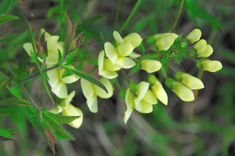 Perovskia Atriplicifolia, Russian Sage, Full sun perennial, Best performing perennial, Perovskia Blue Spire,  Perovskia Little Spire, Russian Sage Blue Spire, Russian Sage Little Spire