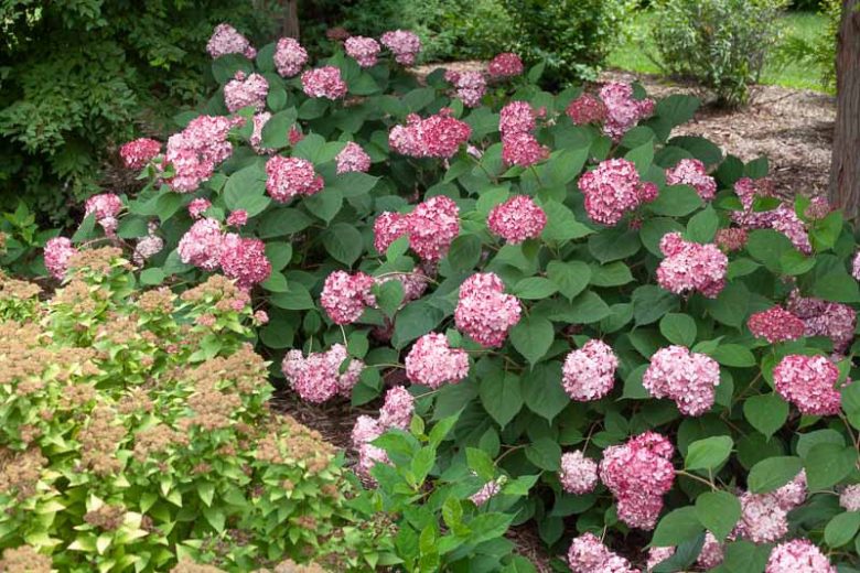 Hydrangea Arborescens Invincibelle Ruby, Invincibelle Ruby Smooth Hydrangea, Invincibelle Ruby, Ruby Annabelle Hydrangea, Red Annabelle Hydrangea, Small Hydrangea, Red Hydrangea