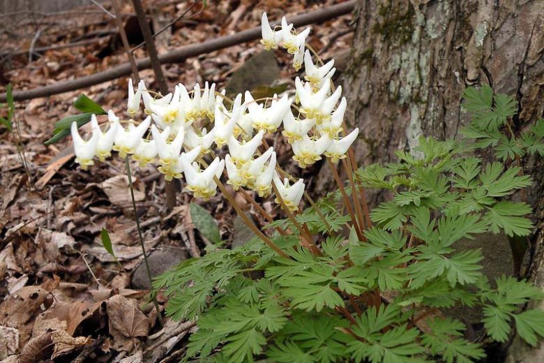 Dicentra cucullaria, Dutchman's Breeches, Bicuculla cucullaria, Dicentra cucullaria var. occidentalis, Dicentra occidentalis, White Flowers, Shade Perennial