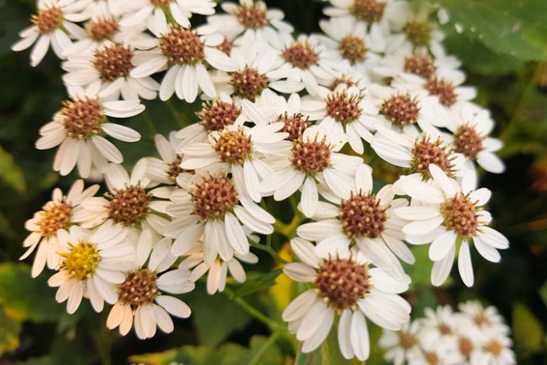 Symphyotrichum pilosum, Hairy White Oldfield Aster, Aster pilosus, Fall perennials, Fall Flowers, White Asters