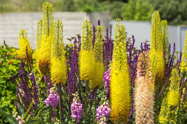 Eremurus stenophyllus, Foxtail Lily, Desert Candle, Narrow-Leaved Foxtail Lily, Eremurus bungei, Yellow Eremurus, Yellow Foxtail Lily, Yellow Flowers