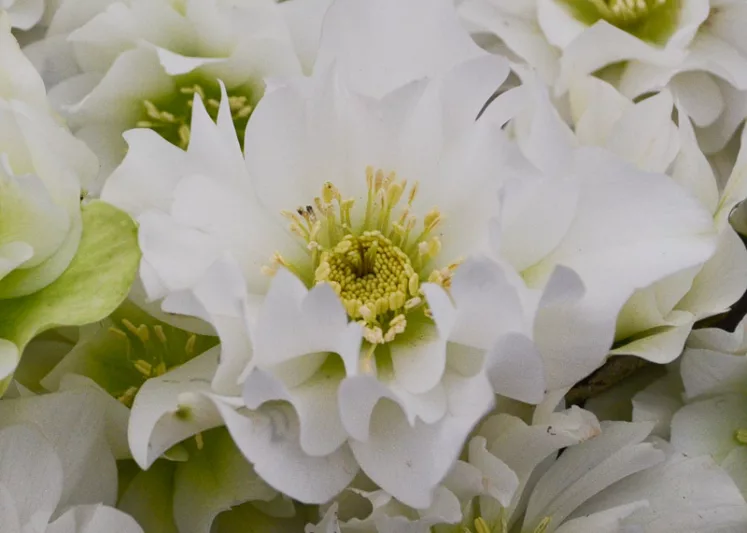 Wedding Bells Hellebore, Helleborus Wedding Bells,  Hellebore 'Wedding Bells', Lenten Rose 'Wedding Bells', White Hellebore, Double Hellebore, Double Lenten Rose