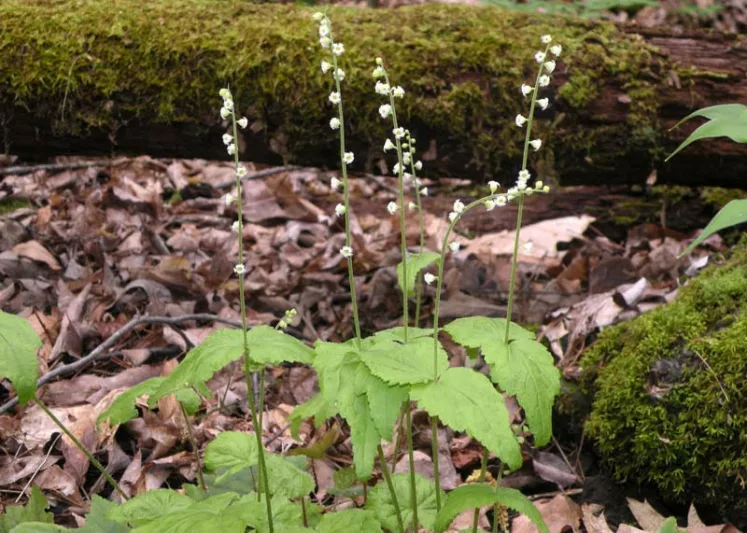Mitella diphylla, Bishop's Cap, Twoleaf Miterwort, Miterwort, Mitella oppositifolia, Shade Perennial