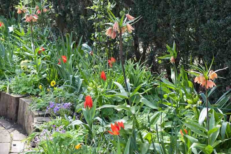 Fritillaria Imperialis Beethoven, Crown Imperial, mid Spring bloom, Fritillaria Beethoven, late Spring bloom, orange crown imperial, Rascal Series