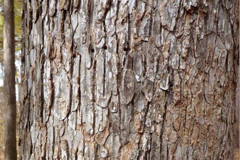 Ulmus alata, American Elm, American Water Elm,  Water Elm, White Elm, Tree with fall color, Fall color, Attractive bark Tree