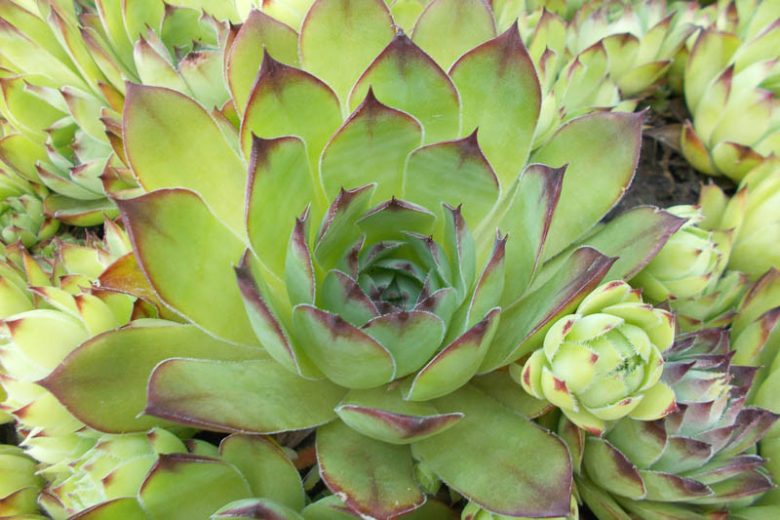 Sempervivum tectorum,Common Houseleek, St Patrick's Cabbage, Bullock's Beard, Bullock's Eye, Devil's Beard, Jove's Beard, Jupiter's Beard, Jupiter's Eye, Red-Leaved Houseleek, Sempervivum pyrenaicum, Sempervivum affine, Sempervivum densum