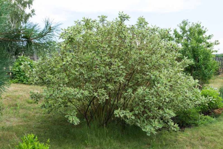 Cornus Alba Argenteo-marginata, Tatarian Dogwood 'Argenteo-marginata', Red-Barked Dogwood 'Argenteo-marginata', Cornus alba 'Albovariegata', Cornus alba 'Elegantissima', Red stems, Variegated Dogwood, Variegated Tatarian Dogwood