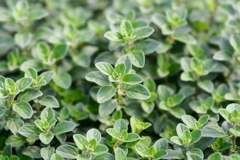 Origanum vulgare, Oregano, Wild Marjoram, English Marjoram, Grove Marjoram , Pot Marjoram, Wintersweet
