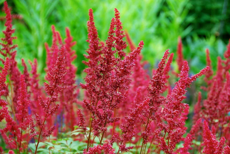 Astilbe x Arendsii 'Fanal', Astilbe Fanal information, Fanal Astilbe information, False Spirea Fanal information, Red astilbe, AGM Astilbe