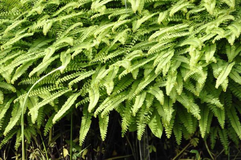 Adiantum pedatum, Northern Maidenhair Fern, Maidenhair Fern, Five-Fingered Maidenhair Fern, American Maidenhair Fern, Shade plants, shade perennial, plants for shade, plants for wet soil