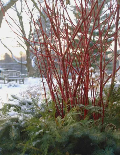 Cornus Alba Baton Rouge, Tatarian Dogwood Baton Rouge, Red-Barked Dogwood Baton Rouge, Siberian Dogwood Baton Rouge Deciduous Shrubs, Foliage, Fall color, Winter color, shrub with berries